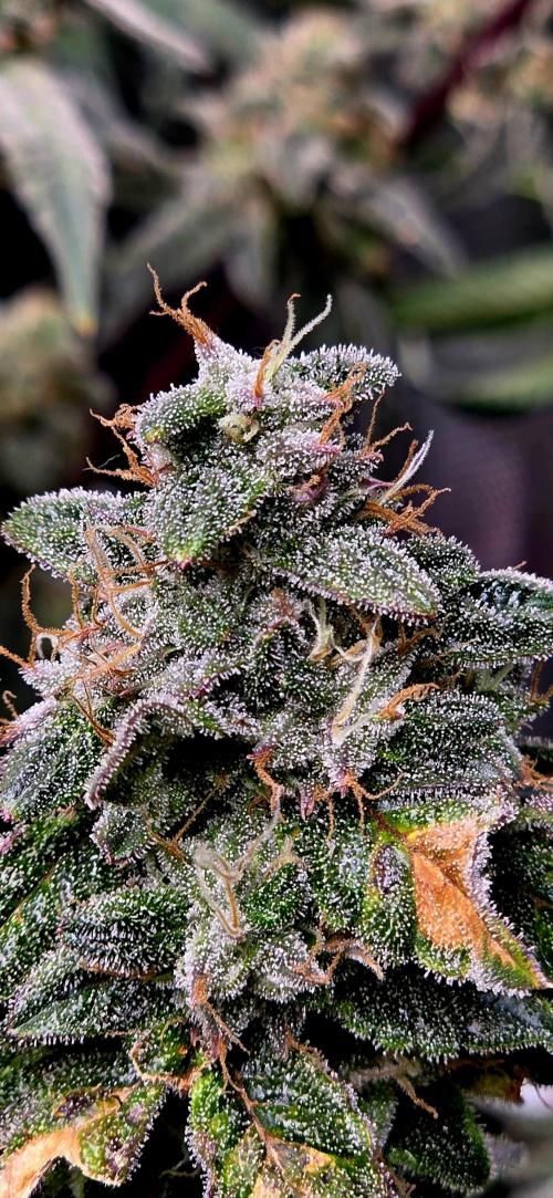 Humboldt DIY DWC. Week 15 - Notorious Thc =)