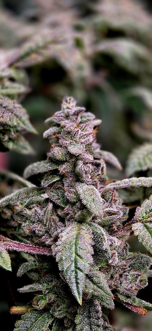 Humboldt DIY DWC. Week 15 - Purpz