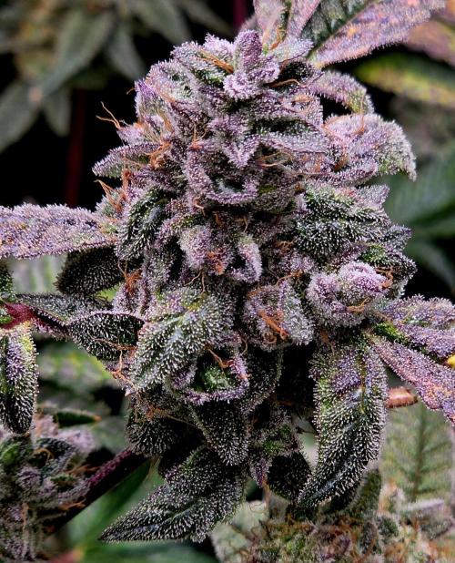 Humboldt DIY DWC. Week 15 - Purpz =)