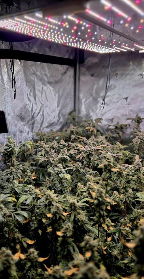 Humboldt DIY DWC. Week 15 - Canopy