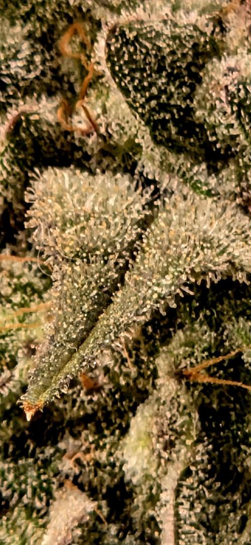 Humboldt DIY DWC. Week 15 - BBCC