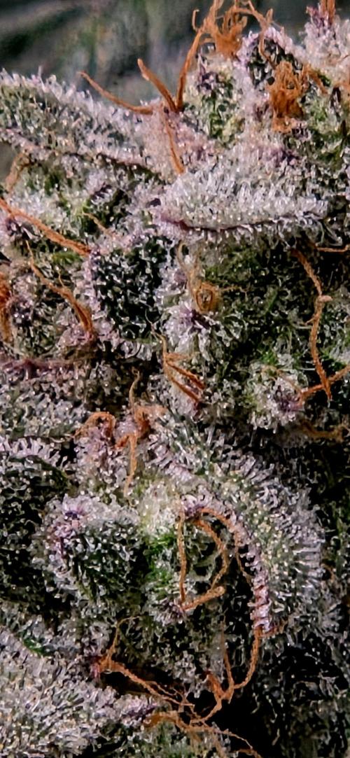 Humboldt DIY DWC. Week 15 - Purpz