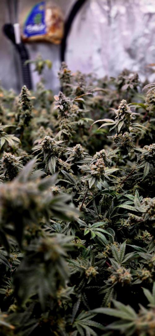 Humboldt DIY DWC. Week 15 - Canopy