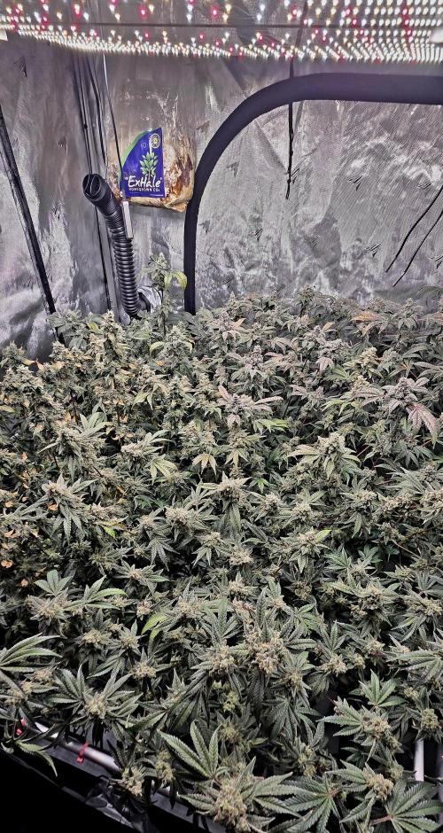 Humboldt DIY DWC. Week 15 - all 4 =)