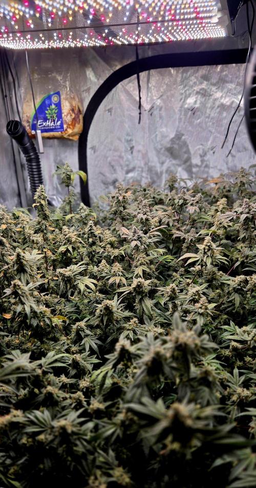 Humboldt DIY DWC. Week 15 - Canopy