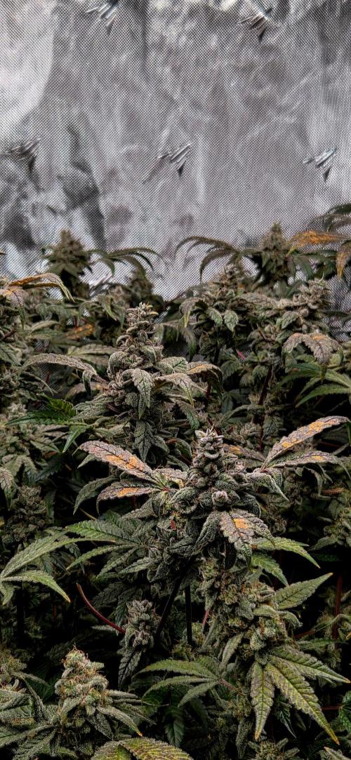 Humboldt DIY DWC. Week 15