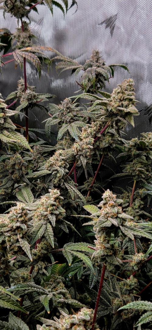 Humboldt DIY DWC. Week 15