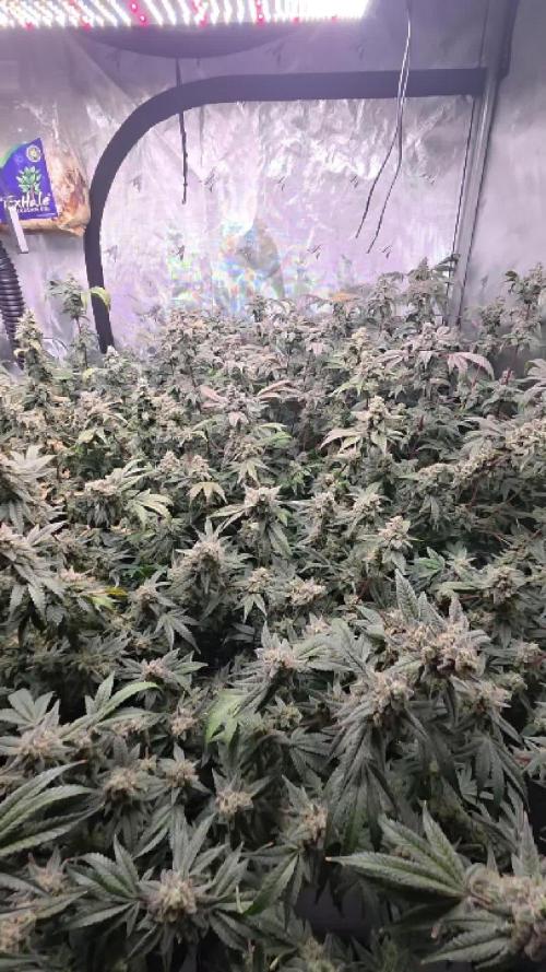 Humboldt DIY DWC