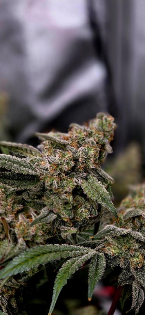 Humboldt DIY DWC. Week 15 - Blueberry Cupcake =)