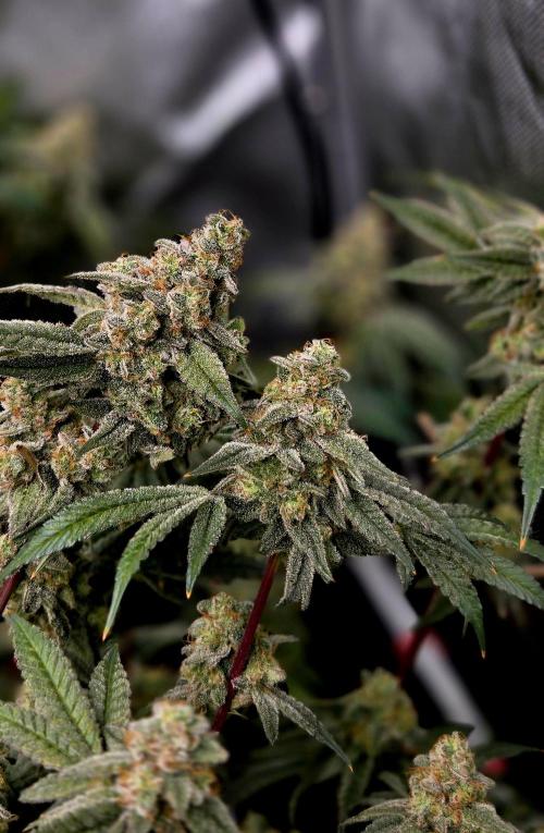 Humboldt DIY DWC. Week 15 - Blueberry Cupcake =)