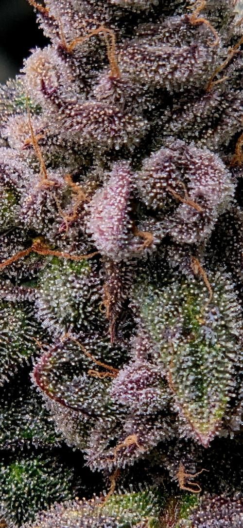 Humboldt DIY DWC. Week 16