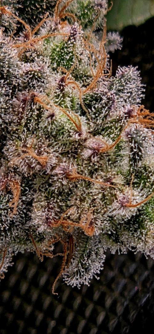 Humboldt DIY DWC. Week 16