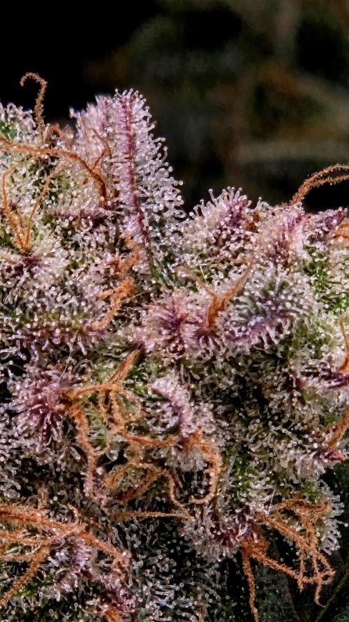 Humboldt DIY DWC. Week 16