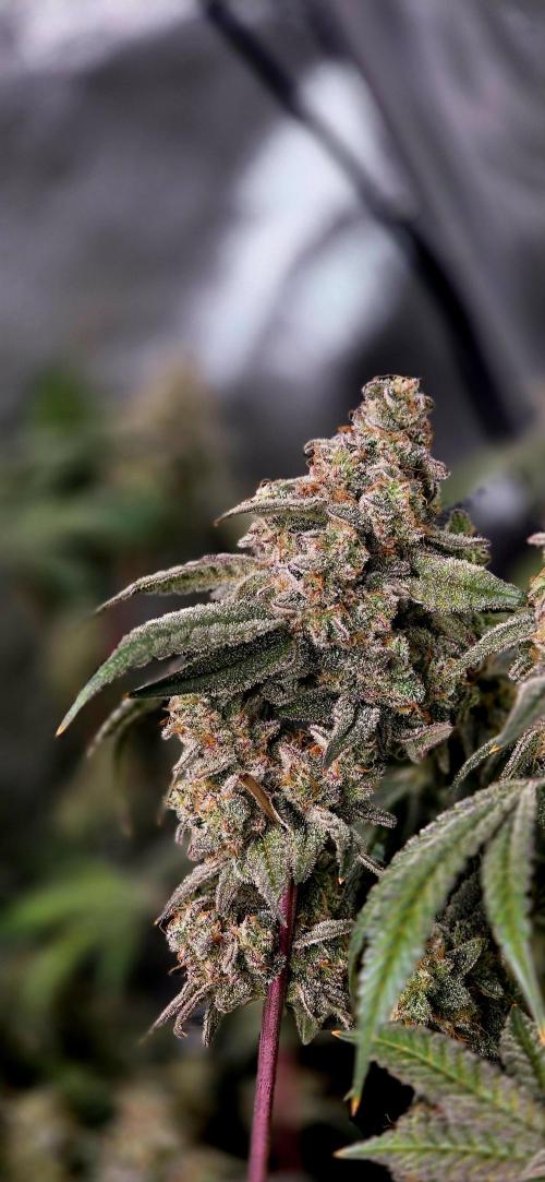 Humboldt DIY DWC. Week 16