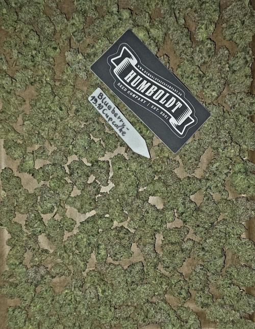 Humboldt DIY DWC. Week 16