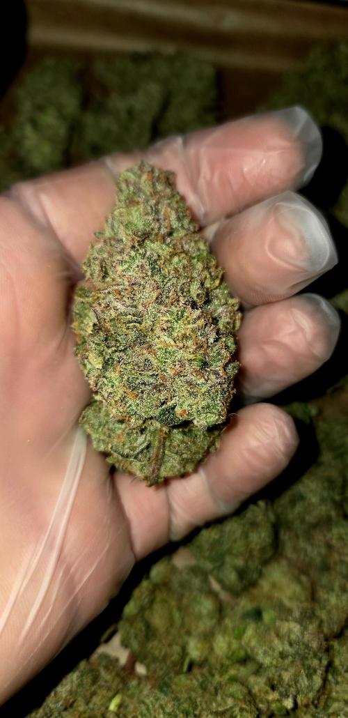 Humboldt DIY DWC. Week 16