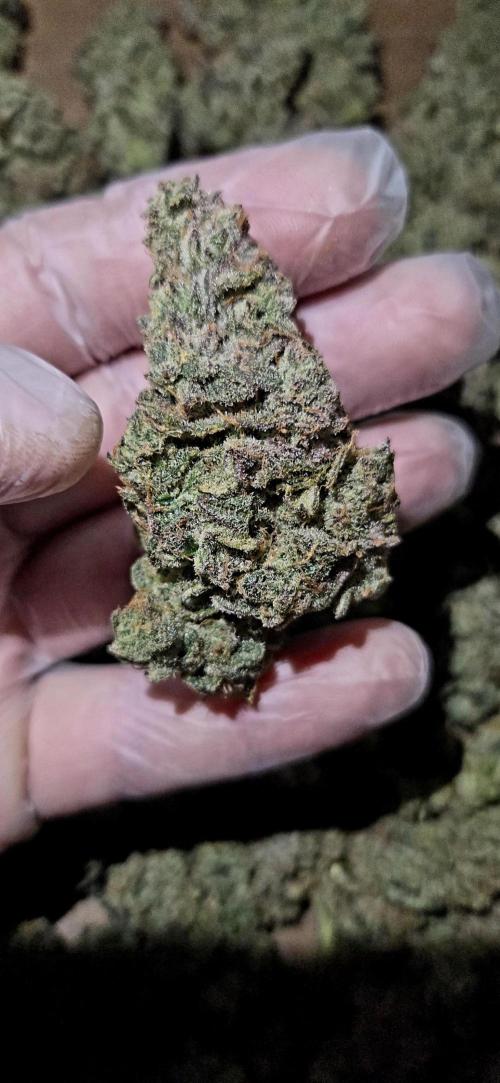 Humboldt DIY DWC. Week 16