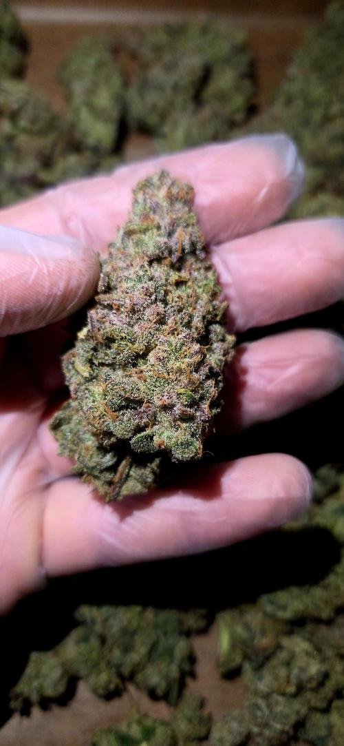 Humboldt DIY DWC. Week 16