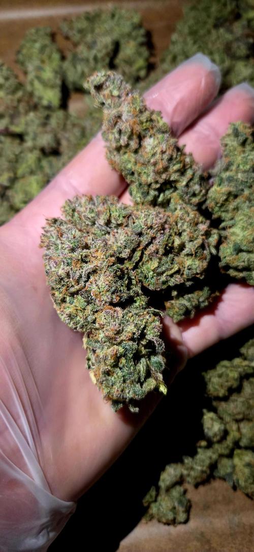 Humboldt DIY DWC. Week 16