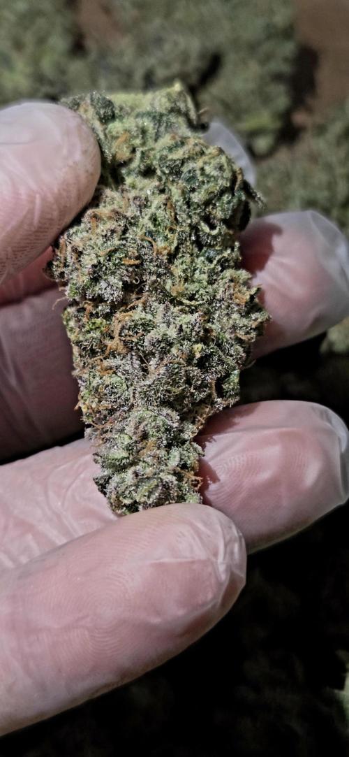 Humboldt DIY DWC. Week 16