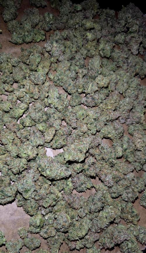 Humboldt DIY DWC. Week 16