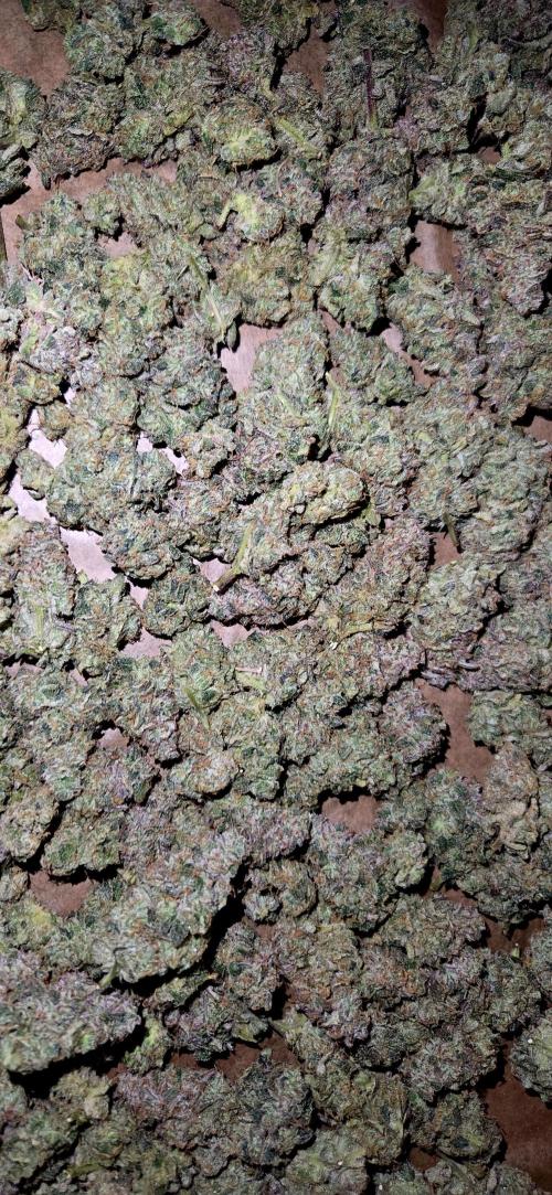 Humboldt DIY DWC. Week 16