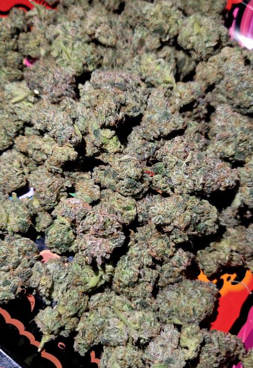 Humboldt DIY DWC. Week 16