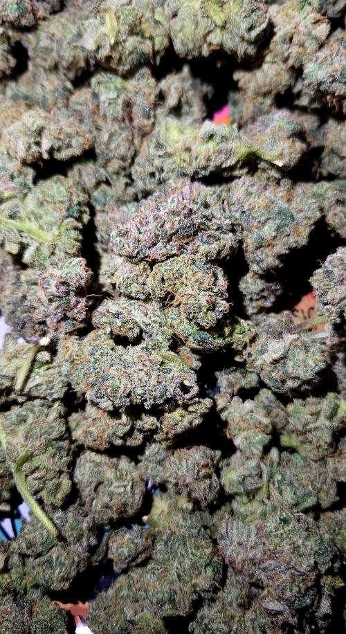 Humboldt DIY DWC. Week 16