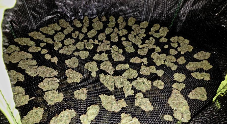 Humboldt DIY DWC. Week 16