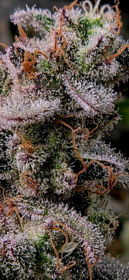 Humboldt DIY DWC. Week 16