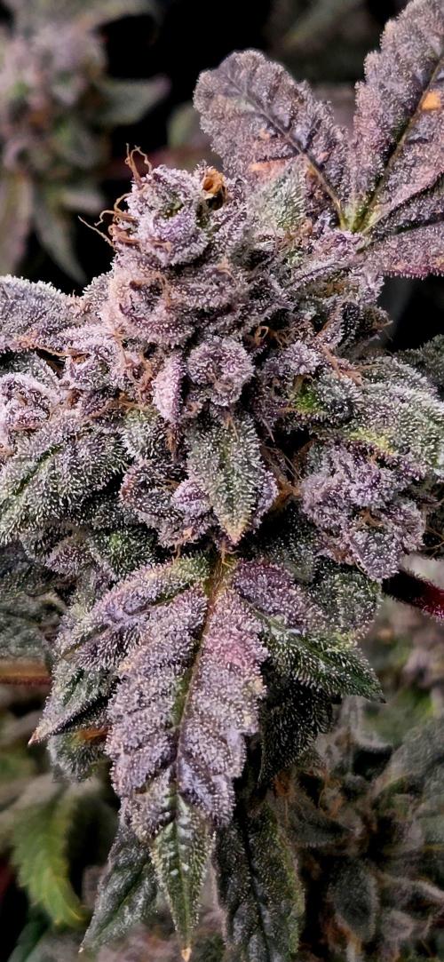 Humboldt DIY DWC. Week 16