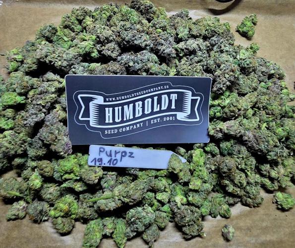 Humboldt DIY DWC. Week 16