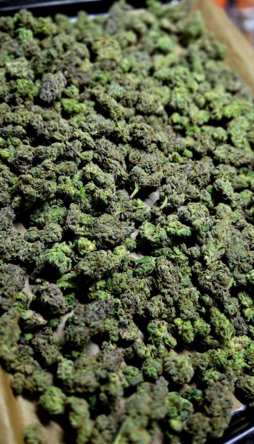 Humboldt DIY DWC. Week 16