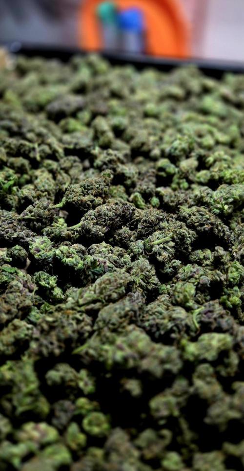 Humboldt DIY DWC. Week 16