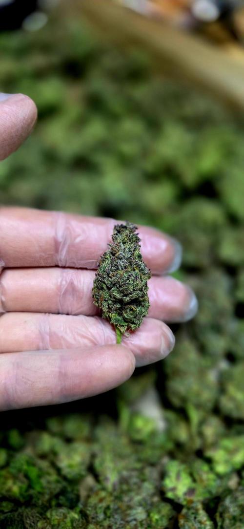 Humboldt DIY DWC. Week 16