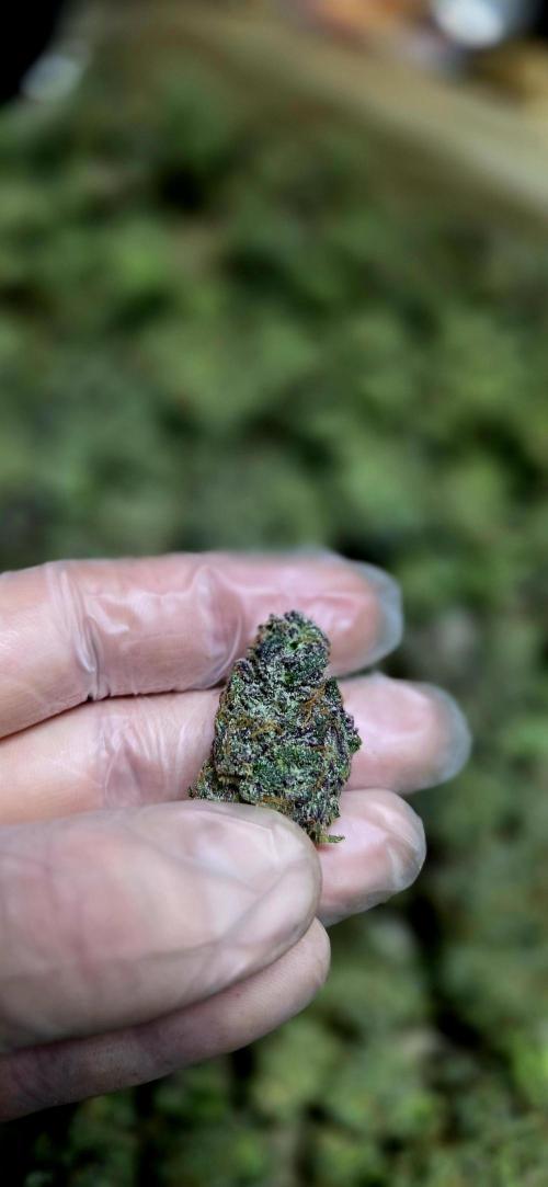 Humboldt DIY DWC. Week 16