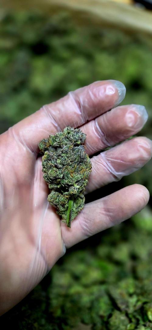 Humboldt DIY DWC. Week 16