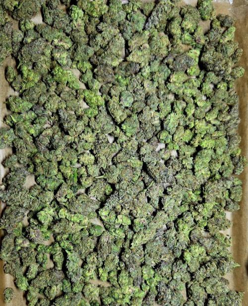 Humboldt DIY DWC. Week 16