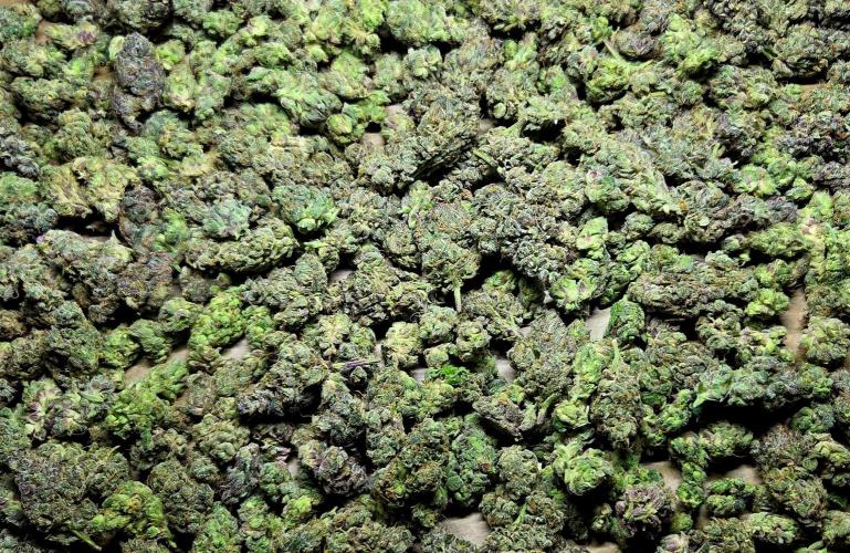 Humboldt DIY DWC. Week 16