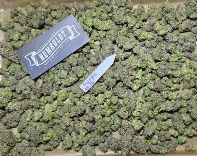 Humboldt DIY DWC. Week 16