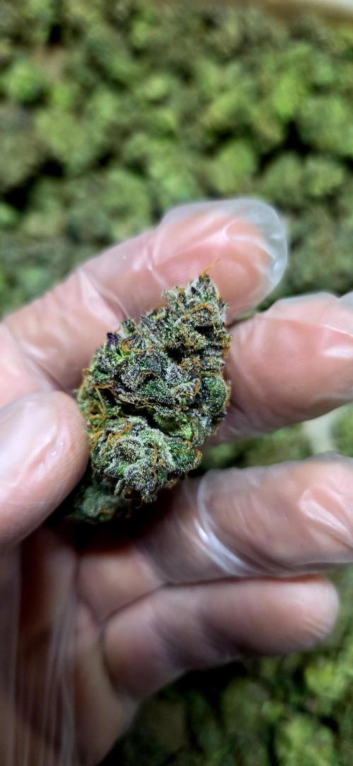 Humboldt DIY DWC. Week 16