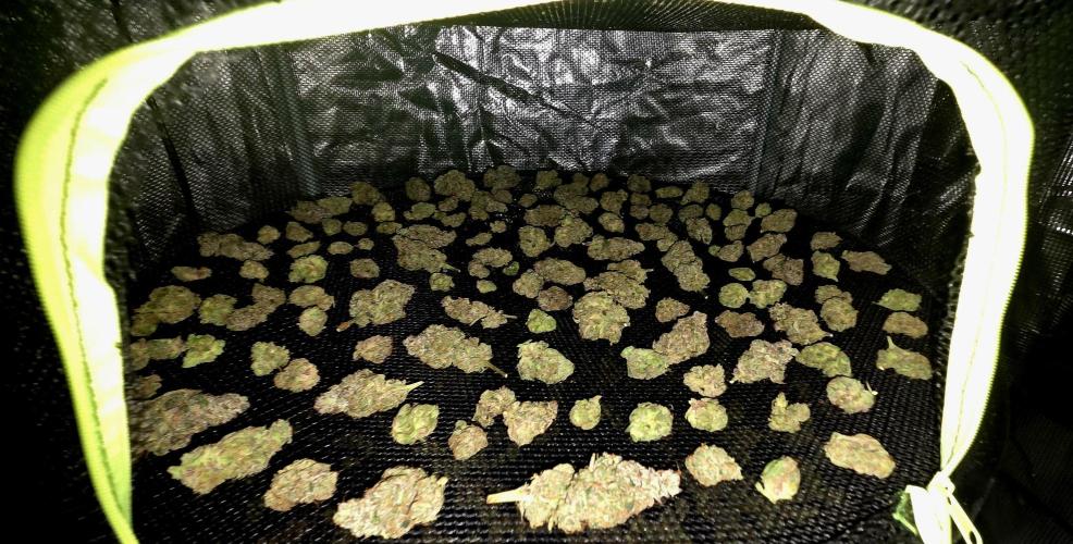 Humboldt DIY DWC. Week 16