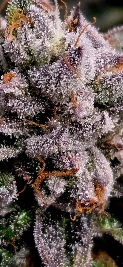 Humboldt DIY DWC. Week 16