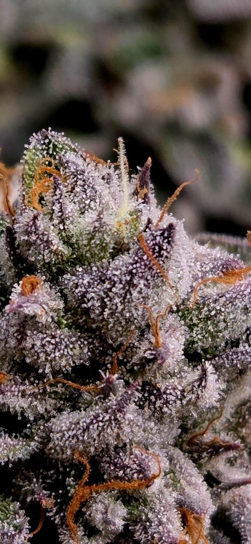 Humboldt DIY DWC. Week 16