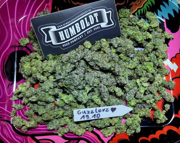 Humboldt DIY DWC. Week 16