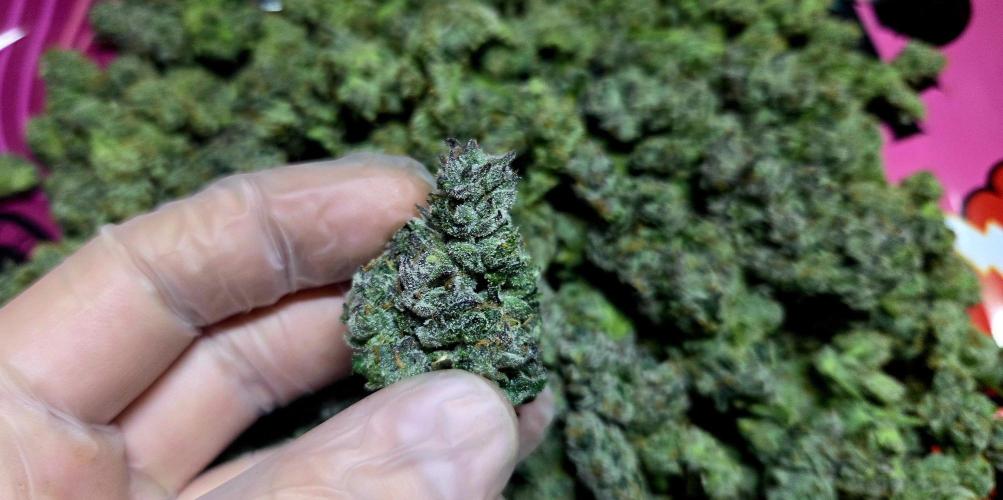 Humboldt DIY DWC. Week 16