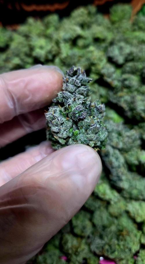 Humboldt DIY DWC. Week 16