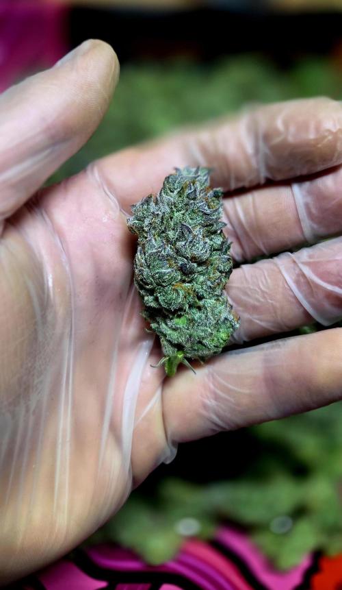 Humboldt DIY DWC. Week 16