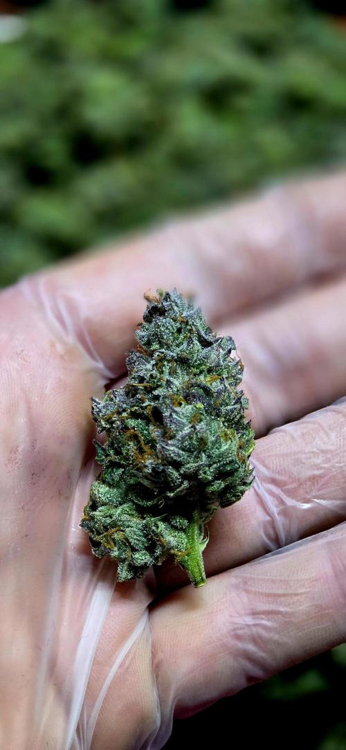 Humboldt DIY DWC. Week 16