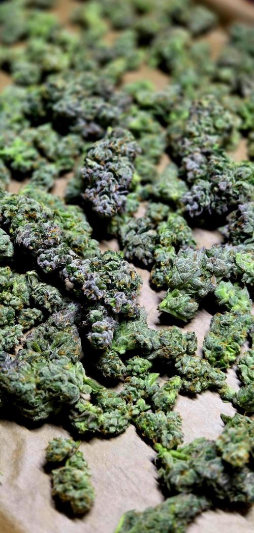 Humboldt DIY DWC. Week 16